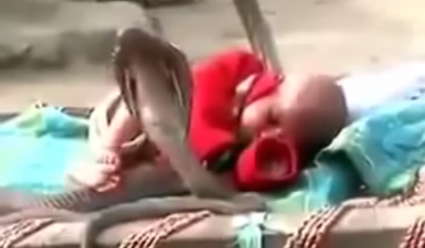 Անվախ մանկիկը թունավոր կոբրաների գրկում (տեսանյութ)