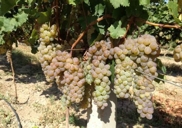 Խաղողի մթերումների դիմաց պարտքը հասել է 211 միլիոն դրամի