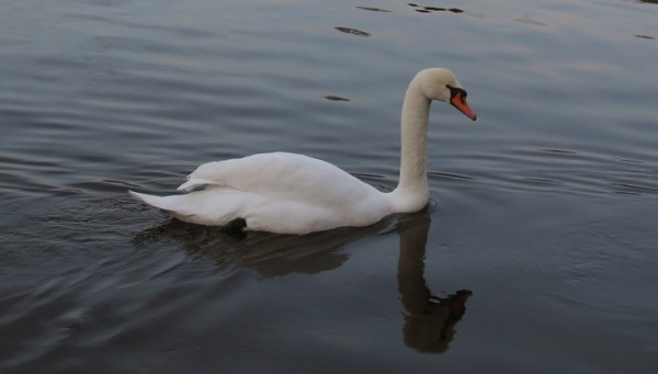 Կարապ Գվիդոնը սատկել է իր զուգընկերուհու կարոտից