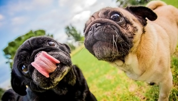 Ավստրալիայում ամուսնացնում են 2 շների. հյուրերի թիվը 350 է