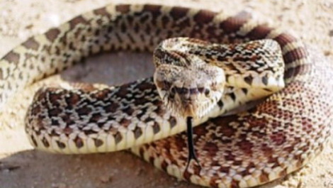 Գյուղացիները միայնակ են օձերի և կարիճների դեմ պայքարում