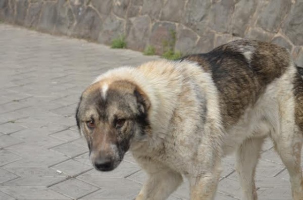 «Յունիգրաֆ իքսը» բաց է թողել ստերիլիզացված կենդանիների