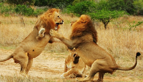 male-lions-fight