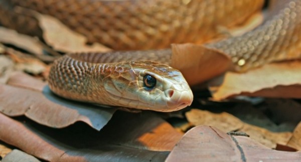 taipan