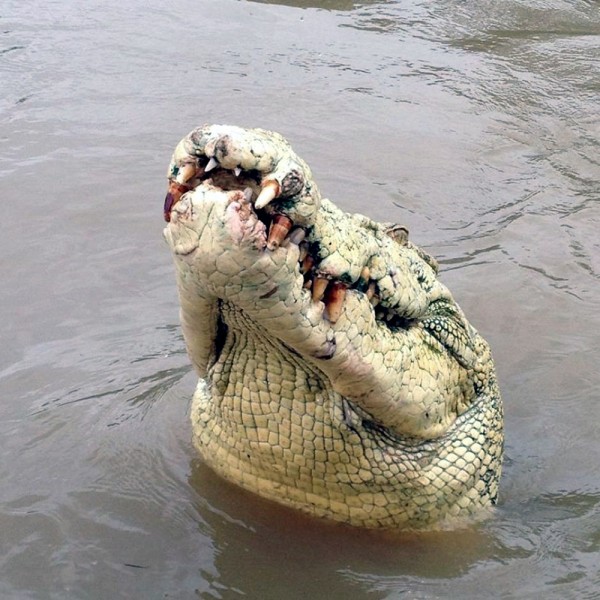Australian man killed by crocodile in Northern Territory