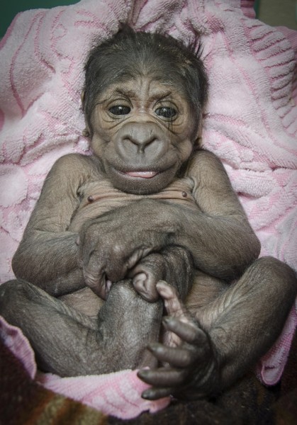 Gorilla Born
