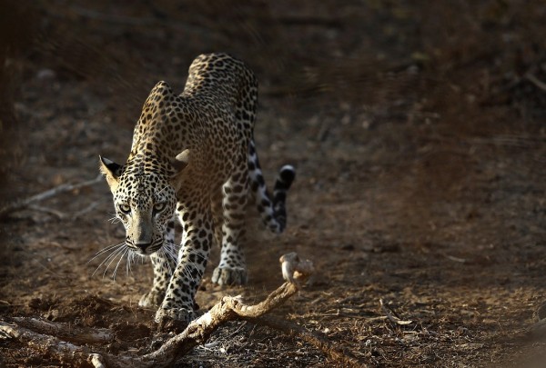 A leopard walks towards a lagoon at Yala National Park