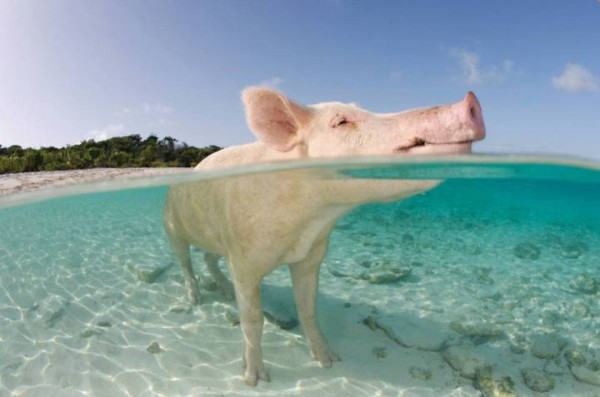 Свиной-пляж-на-Багамах1[1]