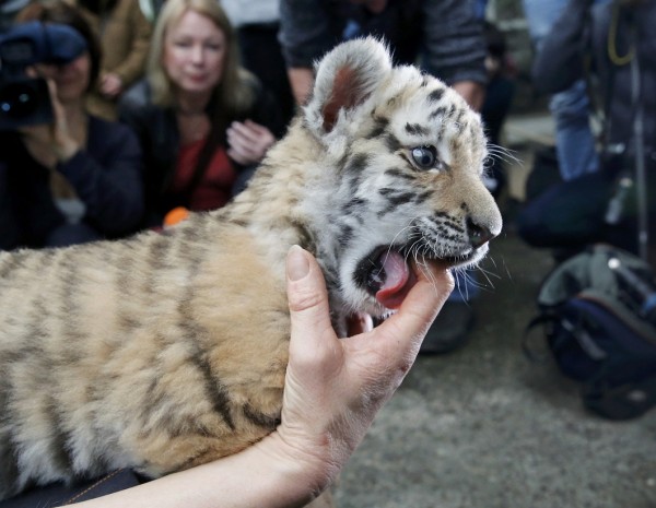Five week old Amur tiger cub 'Alisha' is surrounded by photographers during it's presentation to the media at the Tierpark Friedrichsfelde zoo in Berlin