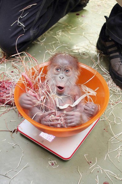 Abandoned Orangutan Baby Captures Hearts In Germany