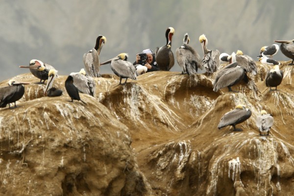 A lone photographer works to capture pictures of brown pelicans resting on some of the rock cliff shoreline found in La Jolla, California