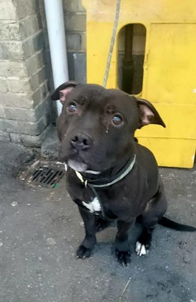 Dog-abandoned-outside-Eastbourne-train-station (1)