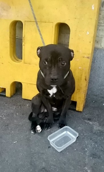 Dog-abandoned-outside-Eastbourne-train-station