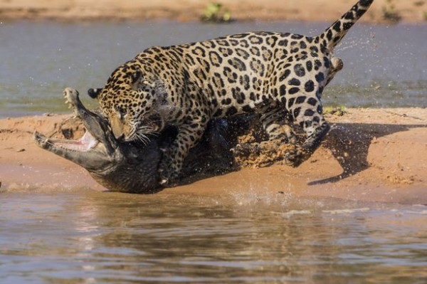 Jaguar-attacks-a-Yacare-Caiman