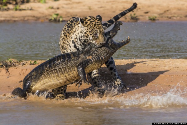 MANDATORY BYLINE: PIC BY JUSTIN BLACK / CATERS NEWS - (PICTURED: The jaguar attacks the caiman) -