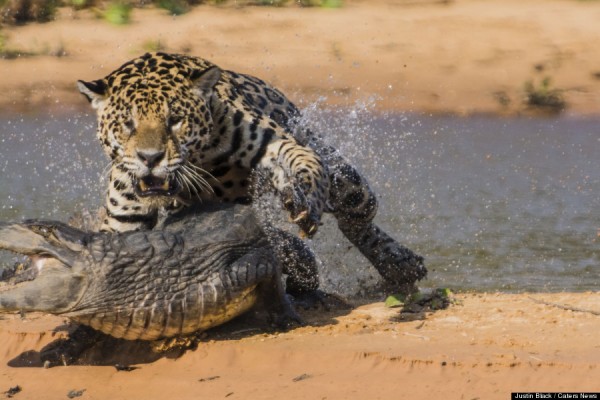 MANDATORY BYLINE: PIC BY JUSTIN BLACK / CATERS NEWS - (PICTURED: The jaguar attacks the caiman) -