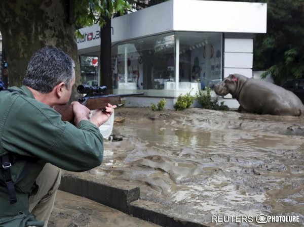 A man shoots a tranquilizer dart to put a hippopotamus to sleep at a flooded street in Tbilisi, Georgia, on Sunday. At least eight people died and several are missing as a result of heavy rainfall and floods overnight in the Georgian capital.