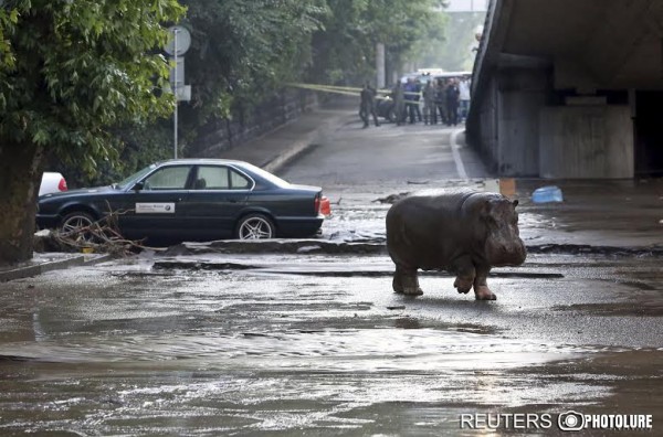 A hippopotamus walks across flooded street in Tbilisi, Georgia, June 14, 2015. At least five people died and several are missing as a result of heavy rainfall and floods overnight in the Georgian capital Tbilisi, Georgian news agencies reported on Sunday. Animals from the city's zoo including tigers, lions, bears and wolves escaped from cages damaged by the rainfall. Some were captured or killed while the search for others goes on.  REUTERS/Beso Gulashvili