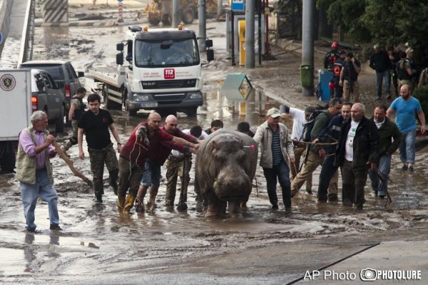 People help a hippopotamus escape from a flooded zoo in Tbilisi, Georgia, Sunday, June 14, 2015. Tigers, lions, a hippopotamus and other animals have escaped from the zoo in Georgia’s capital after heavy flooding destroyed their enclosures, prompting authorities to warn residents in Tbilisi to stay inside Sunday. (AP Photo/Tinatin Kiguradze)