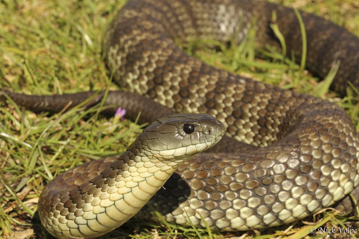 Ամենավտանգավոր օձերն աշխարհում, որոնցից պետք է փախչել առանց վարանելու  (ֆոտո) | Armlur – Լուրեր Հայաստանից