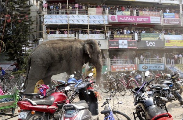 People watch from a shopping complex as a wild elephant moves through a street parked with motorbikes and bicycles after it was tranquilized in Siliguri, India, February 10, 2016. According to local media reports, the elephant went on rampage in Siliguri after entering from a nearby Baikunthapur forest. REUTERS/Stringer