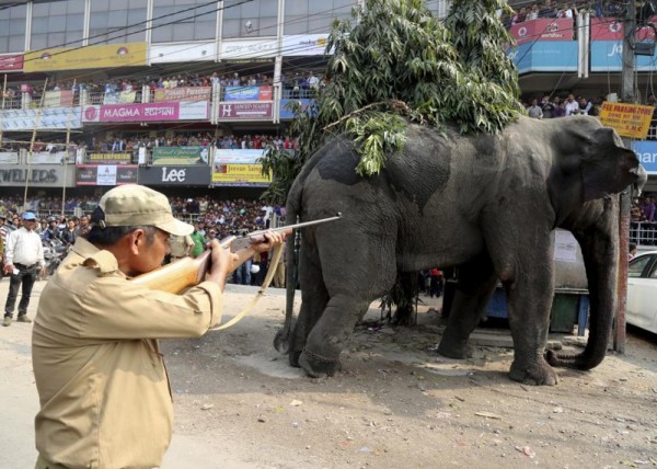 A forest official shoots a tranquilizer dart at a wild elephant in a street in Siliguri, India, February 10, 2016. REUTERS/Stringer