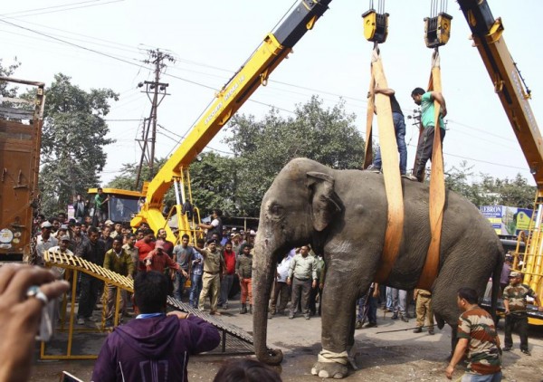 A wild elephant is loaded onto a truck after it was tranquilized in Siliguri, India, February 10, 2016.  REUTERS/Stringer