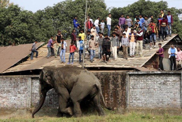 People watch from a rooftop as a wild elephant runs after it was tranquilized in Siliguri, India, February 10, 2016. According to local media reports, the elephant went on rampage in Siliguri after entering from a nearby Baikunthapur forest on Wednesday. REUTERS/Stringer