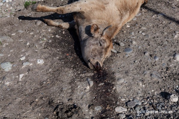 Karabakh_fighting18