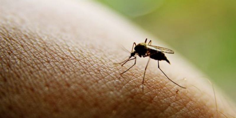 ԱՀԿ-ն զգուշացնում է՝ մոծակների նոր տեսակ է հայտնվել, որը վտանգավոր վիրուսներ է տարածում․  հիմնականում գրոհում են ցերեկը