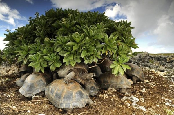 20018415-hoe-houden-reuzenschildpadden-op-de-seychellen-het-hoofd-koel-911-1481281400-1000-e9ee1b5253-1481286678